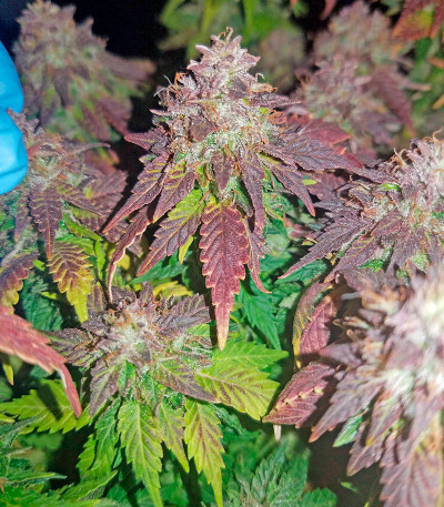 Семена сорта Purple Trainwreck fem