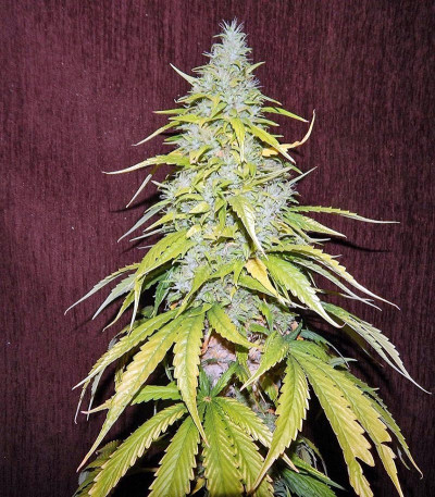 Семена сорта Satori reg (Mandala Seeds)
