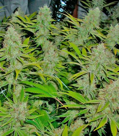 Семена сорта Special Tangie Auto fem (Семяныч)