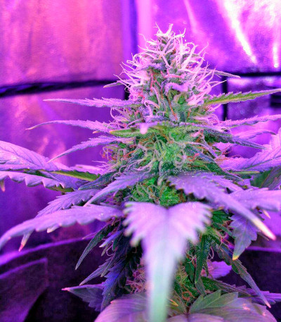 Семена сорта Amnesia fem (World of Seeds)