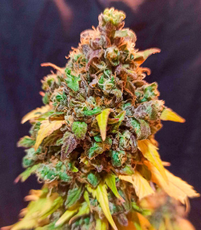 Семена сорта Blueberry Hill fem (Herbies Seeds)