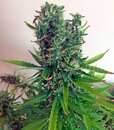 Семена сорта White Widow XXL Autoflowering fem