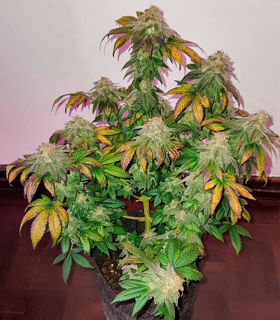 Семена конопли сорта Permanent Marker fem (7CH American)