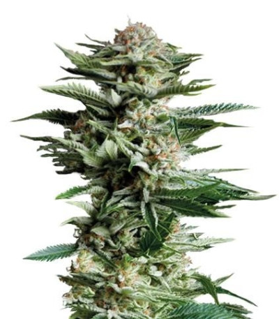 Семена сорта Patagonia fem (Trikoma Seeds)