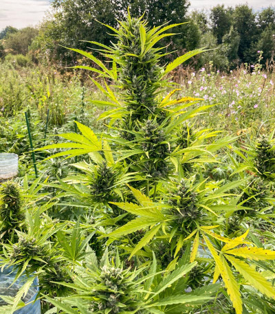 Семена сорта Zkittlez Auto fem (Cali Buds Seeds)