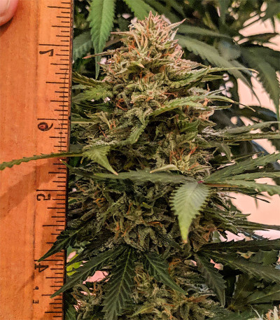 Семена сорта Auto Red Russian XXL fem (Victory Seeds)