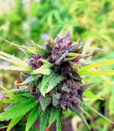 Семена каннабиса Hollands Hope