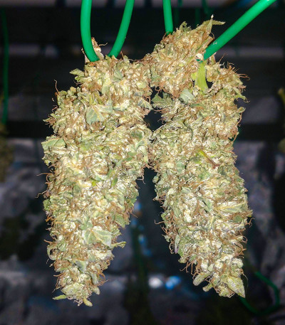 Семена сорта I'm Alive fem (AlphaFem Seeds)