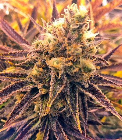 Семена сорта Kritikal-K fem