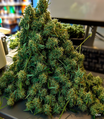 Семена сорта Big Bang Auto fem (Green House Seeds)