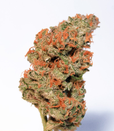 Семена сорта Wedding Glue Auto fem (FastBuds)