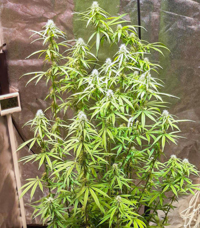 Семена сорта CBD Green Crack Auto fem (Семяныч)