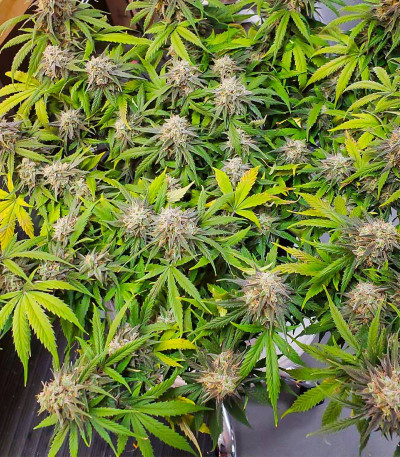 Семена сорта Crystal WW Autoflower fem (Easy Grow Seeds)