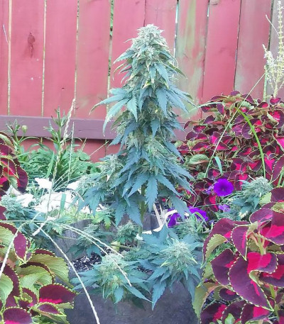 Семена сорта Ogre Auto fem (Doctor’s Choice)