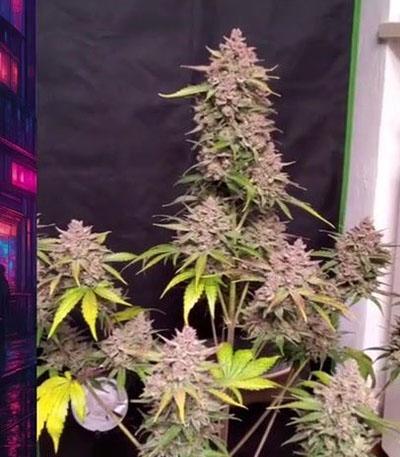Семена сорта Diablo Rojo XL Auto fem (Sweet Seeds)