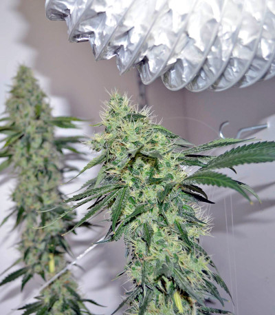 Семена сорта 707 Headband fem (Humboldt Seeds)