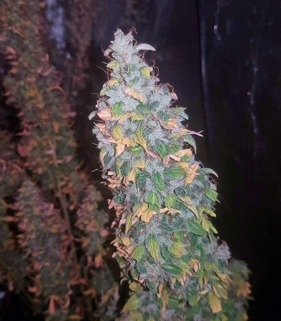 Семена сорта Auto Jack fem (Paradise Seeds)