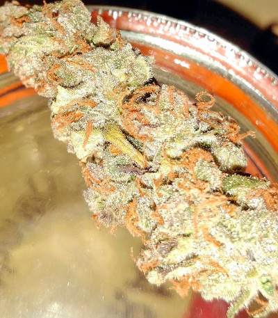 Семена сорта BlackJack fem (Nirvana Seeds)