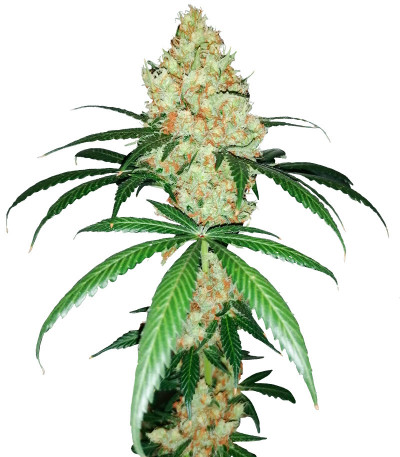 Семена сорта Red Diesel fem (Barney's Farm)