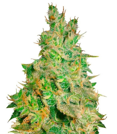 Семена сорта Critical Kali Mist fem (Delicious Seeds)