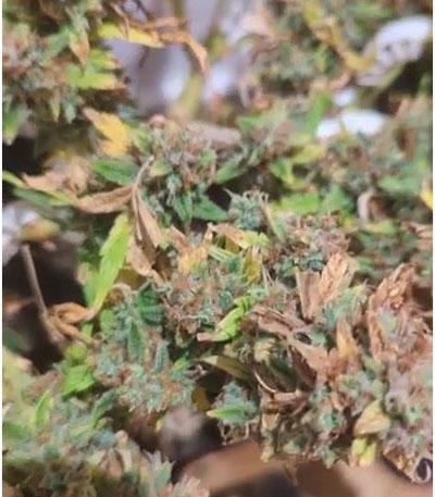 Семена сорта Gorilla Punch Auto fem (FastBuds)