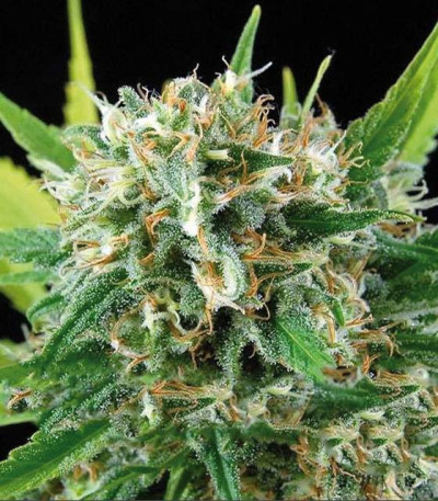 Семена сорта Amnesia fem (Vision Seeds)