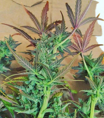 Семена сорта Blueberry Bliss Auto Fem (Vision Seeds)