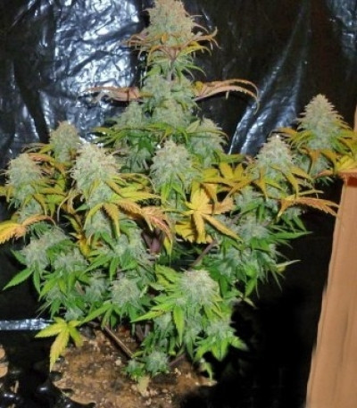 Семена сорта Diesel Automatic fem (Royal Queen Seeds)