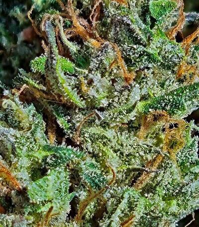 Семена сорта Gorilla 4 Autoflower fem (Easy Grow Seeds)