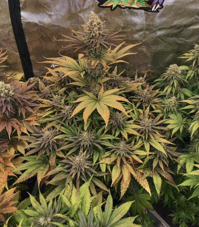 Семена сорта Sugar Bomb Punch fem (Dutch Passion)