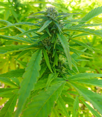 Семена сорта Delicious Candy Early Version fem (Delicious Seeds)