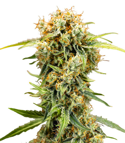 Семена сорта Medusa F1 Auto fem (RQS)