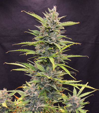 Семена сорта Auto Glueberry O.G. fem (Dutch Passion)