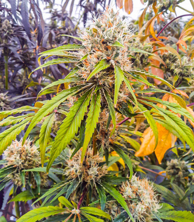 Семена сорта CBG-Force fem (Dutch Passion)