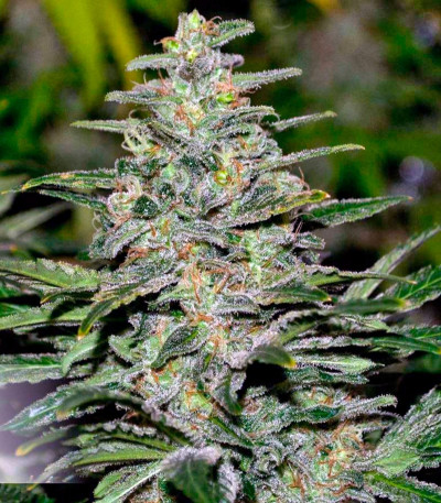 Сорт марихуаны Dark Delight