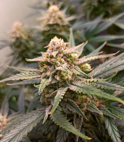 Семена сорта Forbidden Runtz Auto fem (FastBuds)