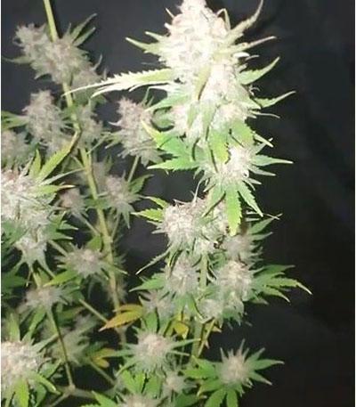 Семена сорта Pink Rozay fem (Original Sensible Seeds)