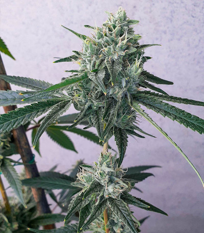 Семена сорта Alpha 21 fem (AlphaFem Seeds)