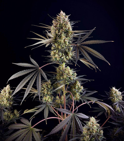 Семена сорта Pound Cake Auto fem (FastBuds)