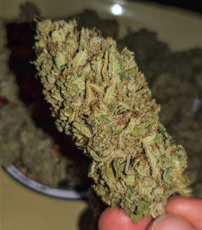 Семена сорта Runtz XL Auto (Sweet Seeds)