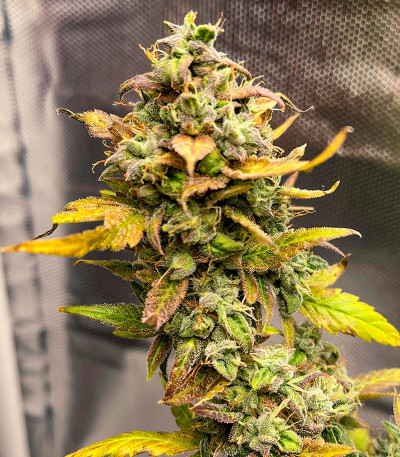 Семена сорта Sour Diesel Auto fem (Herbies Seeds)