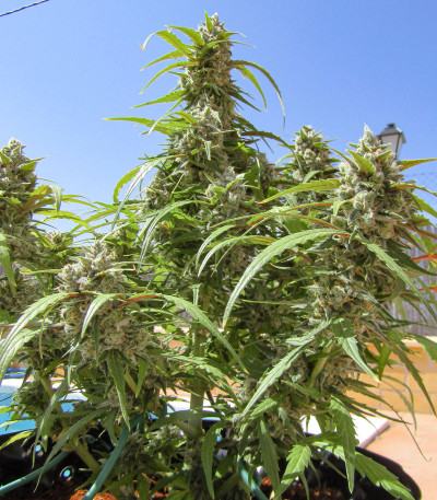 Семена сорта Auto Cinderella Jack fem (Dutch Passion)