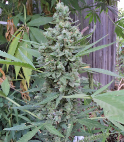 Семена сорта Niagara Auto fem Doctor’s Choice