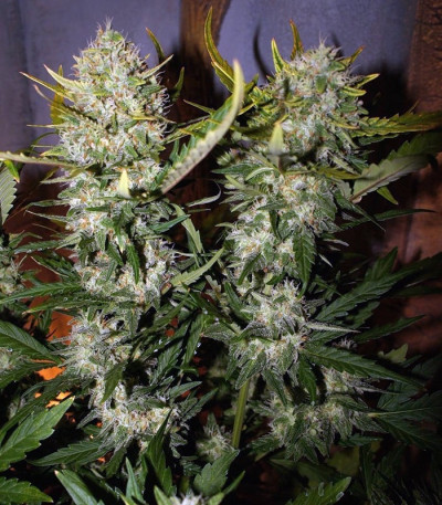 Семена сорта Pineapple Express Auto fem (FastBuds)