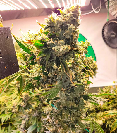 Семена сорта Jungle Breath fem (7CH American)