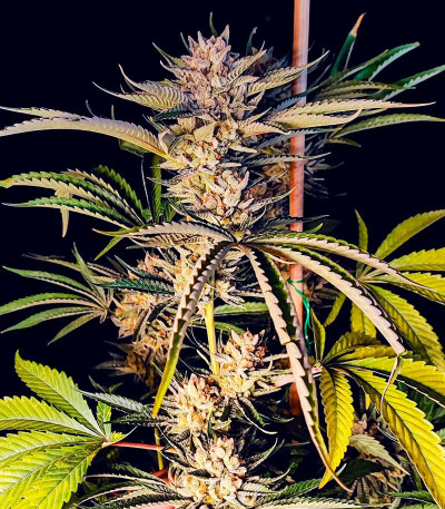 Семена сорта Lemon Orange fem (Green House Seeds)