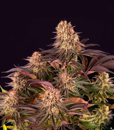 Семена сорта Mimosa X Orange Punch fem (Barney's Farm)