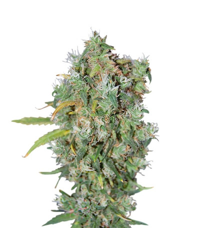 Семена сорта Burmese Kush reg