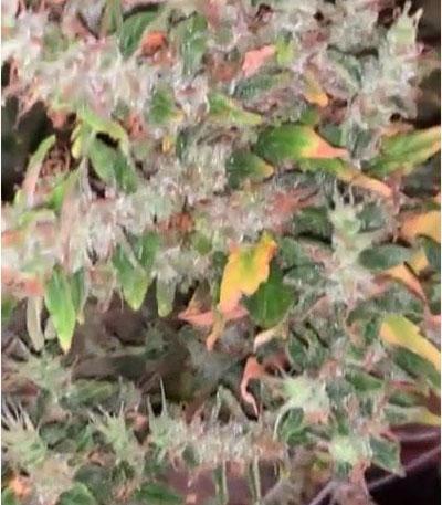 Семена сорта Kalashnikova Auto fem