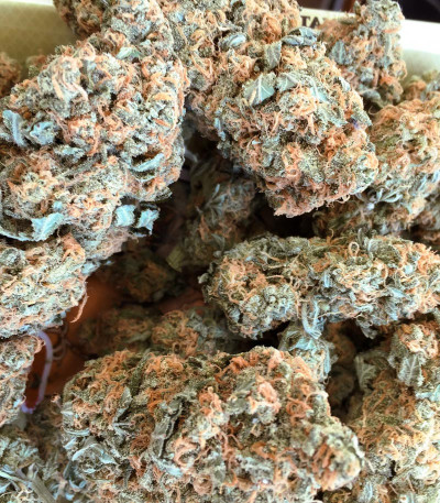 Семена сорта Delicious Cookies fem (Delicious Seeds)